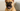 How to Stop Your French Bulldog from Barking Too Much