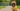 Traveling with Your Frenchie: Road Trip & Flight Tips